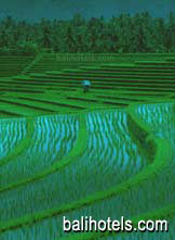 Terraced rice padi in western Bali